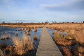 Wooden road on a lake among the colorful reed on beautiful landscape in Venn, Belgium