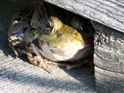 amphibian green frog