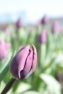 purple tulip blossom in spring