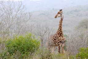 giraffe among dry plants in africa