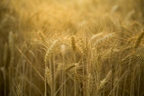 beauty wheat field backlighting