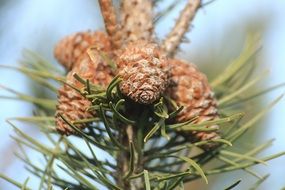 Beautiful conifer cones with green needles