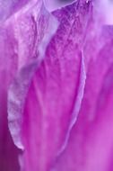 purple petal closeup