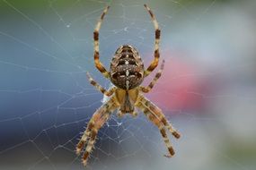 Spider closeup