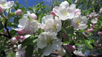 pink cherry tree flowers