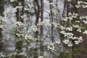 white fine bloom of dogwood