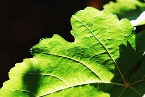 macro picture of green leaf