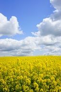 field of rapeseeds in the blue sky