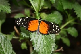 Butterfly on a green leaf of a plant in nature