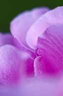Violet petals of the flower