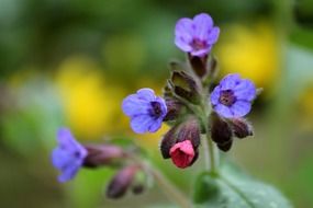 violet blossom flowering stems macro