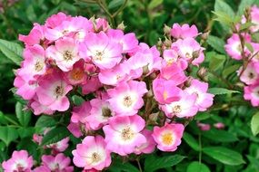delicate pink rose buds