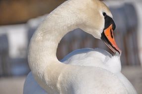 portrait of a white swan in the sun