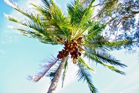 coconut on the palm tree