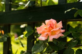 expanded pink rose flower