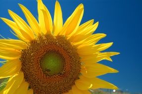 bees on a large sunflower close up