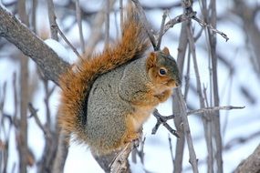 big squirrel on a tree in winter