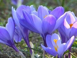 delicate flowers crocus