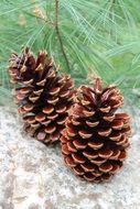 two pine cones close up