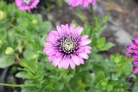 purple daisy flowers