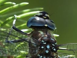 dragonfly transparent wings macro
