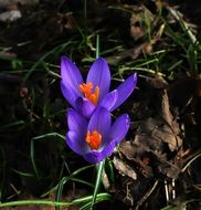 two blue crocus flowers