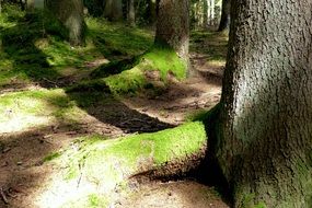 tree roots near trail in the forest