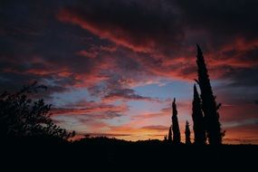 sunset sky with tree silhouette
