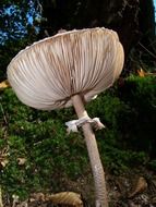 bottom view of mushroom in autumn forest