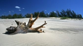 wood on a sand beach