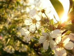 Flowering branch with white flowers in the sun