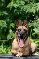 Belgian Shepherd dog in the water garden on a blurred background