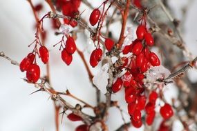 red winter berries on a Bush