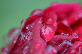 Red peony in droplets of water