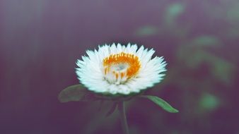 lush daisy on a blurry background close-up