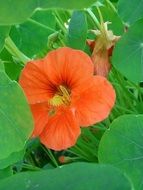 nasturtium orange flower close-up