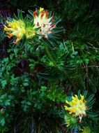 Woundwort, Anthyllis vulneraria in wild