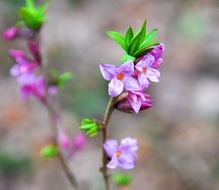 gentle spring forest flower