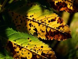 colorful leaves of rowan