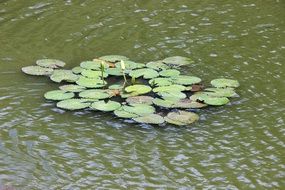 green water lilies in the pond in summer