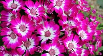 pink white cineraria in the garden