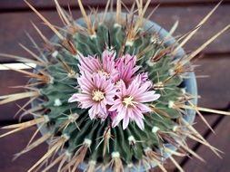 cactus flower close-up