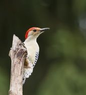 red bellied woodpecker in wildlife