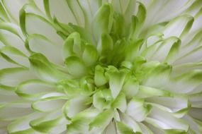 Green and white flower