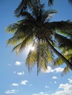 tropical sun through a palm tree