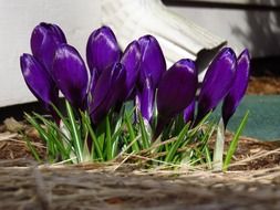 Beautiful violet little shiny crocus flowers