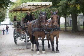 touristic carriage with horses in fontainebleau