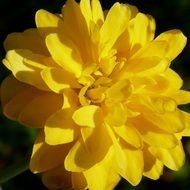 yellow lush flower in the sun