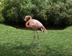 a lone Flamingo