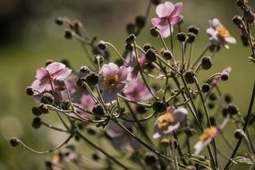 wild pink flowers in the garden closeup